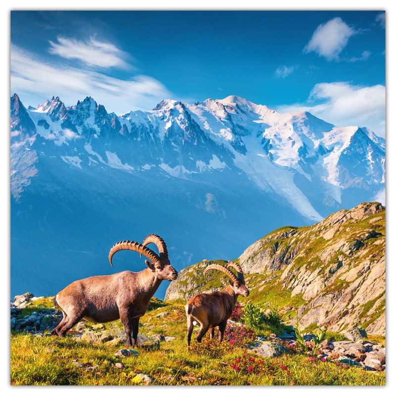 Alps, képes lemeznaptár 2026