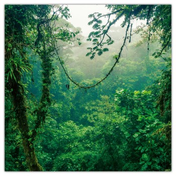 Amazing Rainforest, képes lemeznaptár 2026