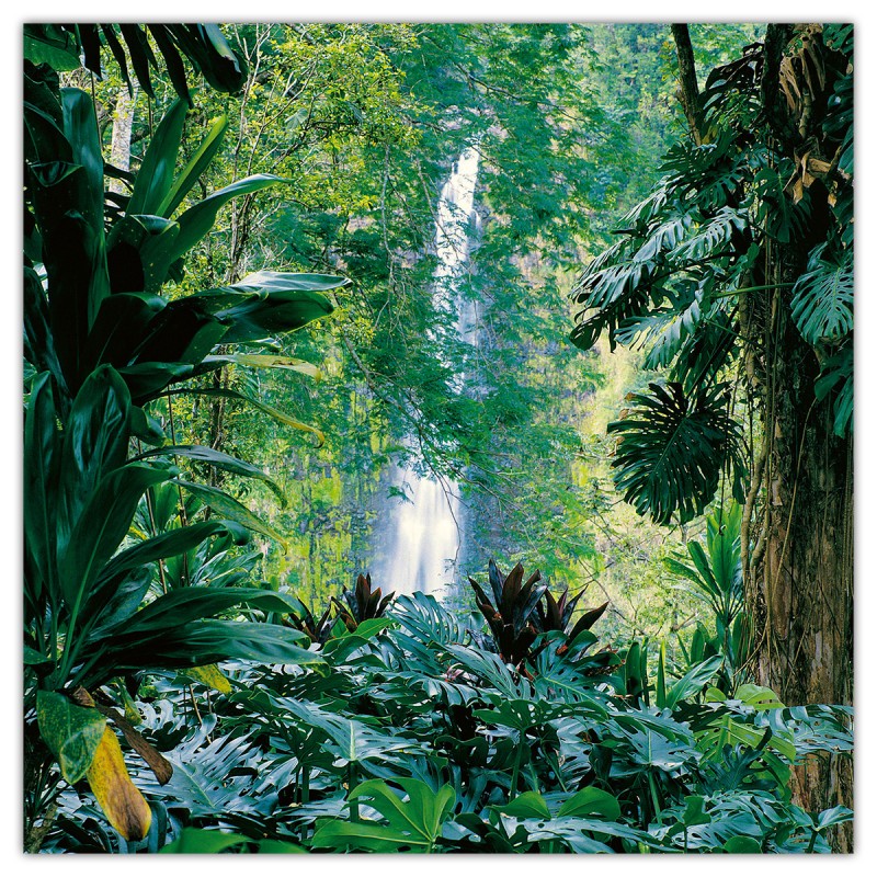 Amazing Rainforest, képes lemeznaptár 2026