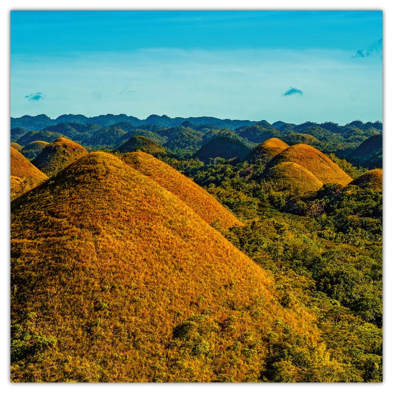 Amazing Rainforest, képes lemeznaptár 2026