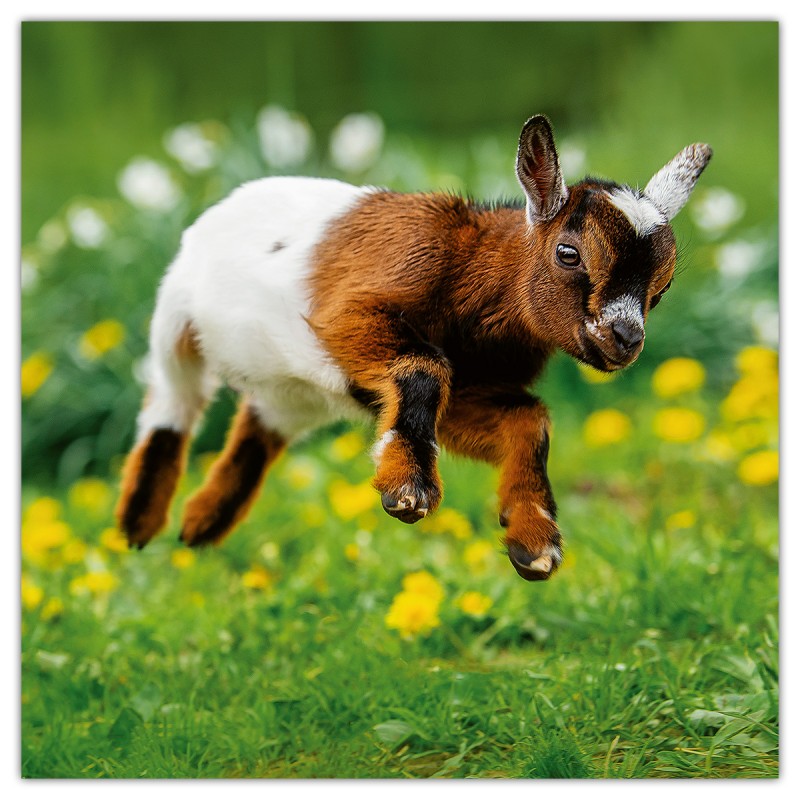 Animal Cuties, képes lemeznaptár 2026