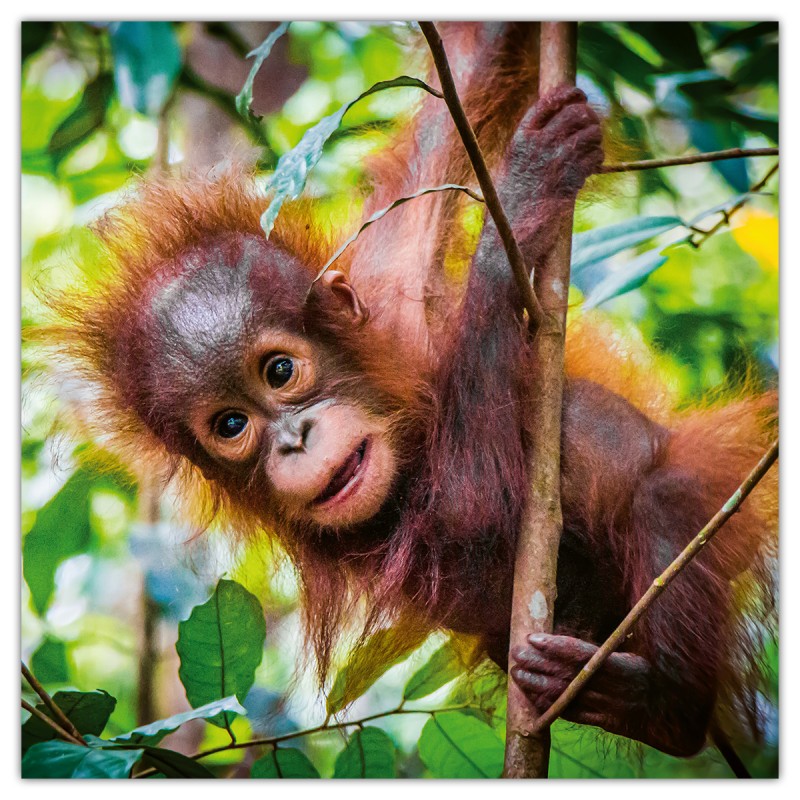 Animal Cuties, képes lemeznaptár 2026