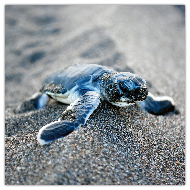 Animal Cuties, képes lemeznaptár 2026